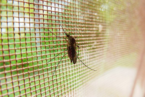 Ako ochrániť svoj domov pred otravným hmyzom? Vyrobte si magnetickú sieť